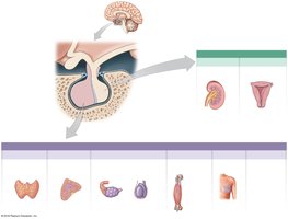 Overview of the pituitary gland