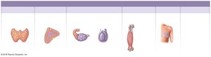 Hormones of the anterior pituitary gland