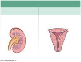 Hormones of the posterior pituitary gland