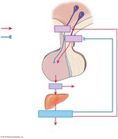 Growth hormone secretion and regulation