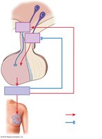 Prolactin secretion and regulation
