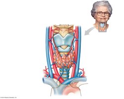 The thyroid gland
