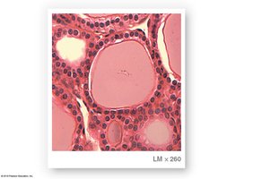 Micrograph of thyroid gland section