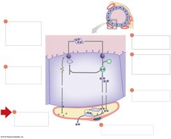 Thyroid hormone production and storage