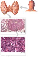Overview of the parathyroid glands