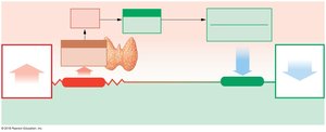 Homeostatic responses to increasing blood calcium levels