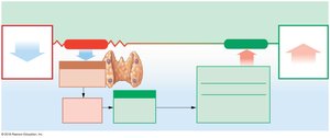Homeostatic responses to decreasing blood calcium levels