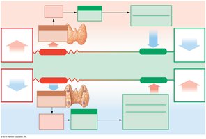 Calcium homeostasis