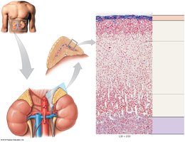 Overview of the adrenal glands