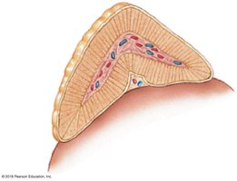 Zones of the adrenal glands