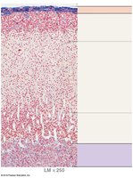 Micrograph of adrenal gland zones