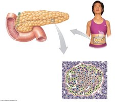 Overview of the pancreas