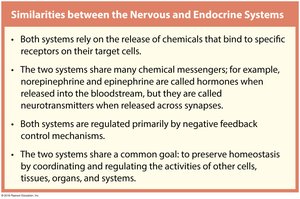 Similarities between Nervous and Endocrine Systems