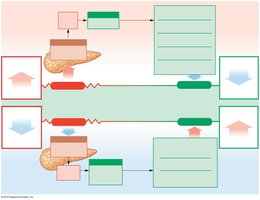 Blood glucose homeostasis