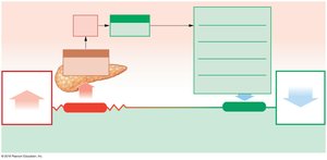 Homeostatic responses to increasing blood glucose levels