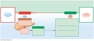 Homeostatic responses to decreasing blood glucose levels