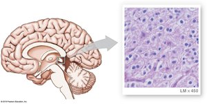 The pineal gland