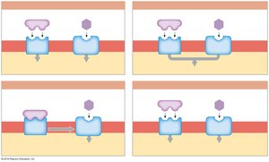 Hormone interactions