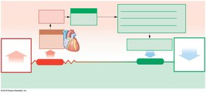 Homeostatic responses to increasing blood pressure and volume