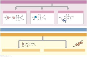 Hormones categorized by chemical structure