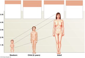 Hormonal influences on growth and development