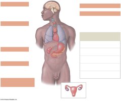 Overview of the endocrine system