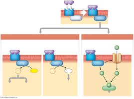 Actions of hormones with receptors on the plasma membrane