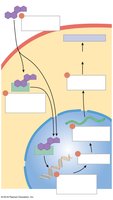 Action of steroid hormones