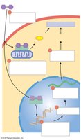 Action of thyroid hormones
