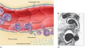 Leukocyte migration (diapedesis)