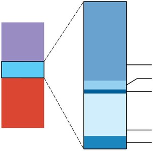 Types and relative percentages of leukocytes