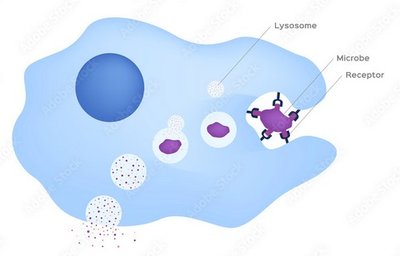 Phagocytosis by granulocytes