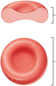 Erythrocyte biconcave shape