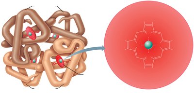 Hemoglobin structure with globin chains and heme groups