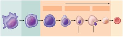 Erythropoiesis developmental pathway