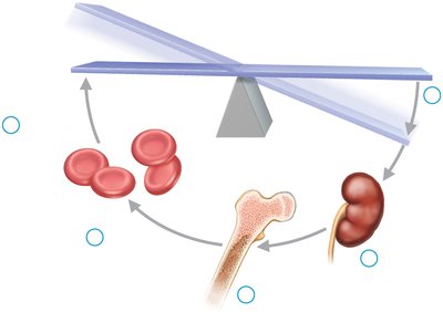 EPO regulation of erythropoiesis