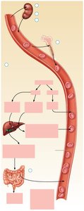 Life cycle of red blood cells