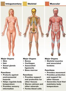 Organ systems: integumentary, skeletal, muscular