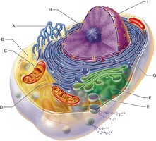 Generalized cell diagram with labeled organelles