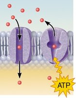 Membrane protein transport with ATP