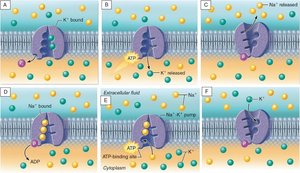 Sodium-potassium pump steps