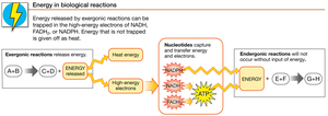 Energy in biological reactions