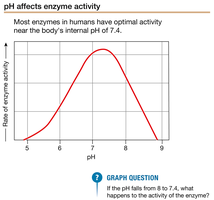 pH affects enzyme activity