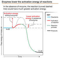 Enzymes lower the activation energy of reactions