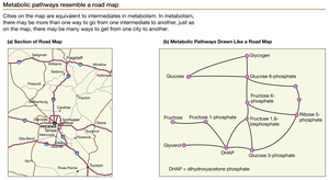 Metabolic pathways resemble a road map
