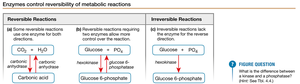 Enzymes control reversibility of metabolic reactions