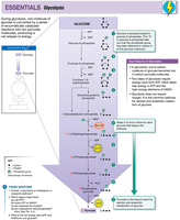 Glycolysis