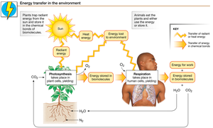 Energy transfer in the environment