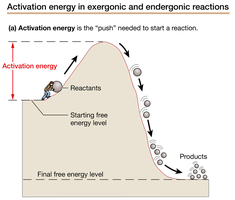 Activation energy in exergonic and endergonic reactions