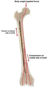 Distribution of forces on a long bone (femur)